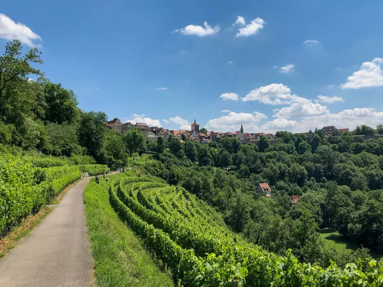 paysage allemand de vignes