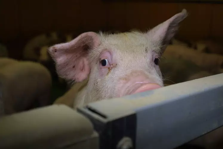 porc