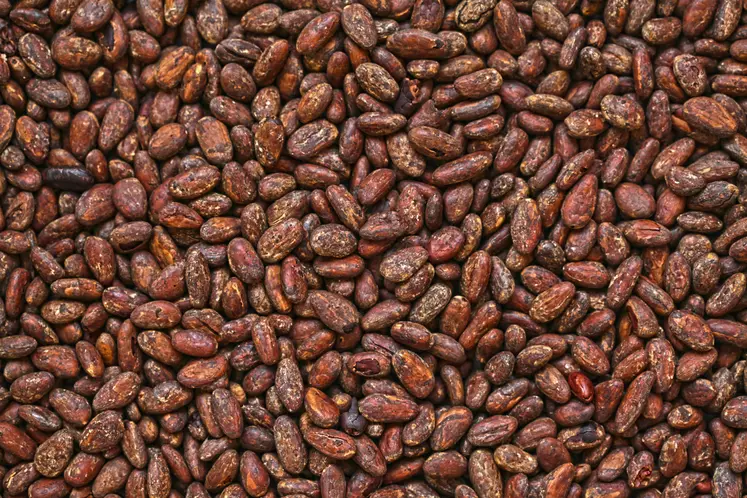 cacao féves