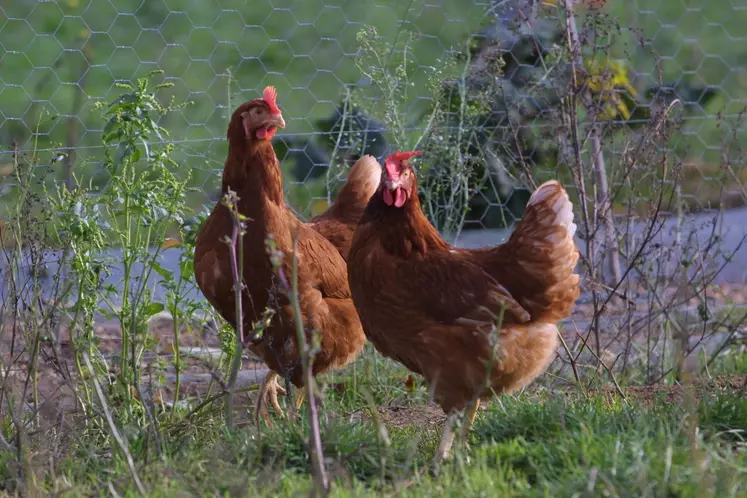 poule rousse en plein air