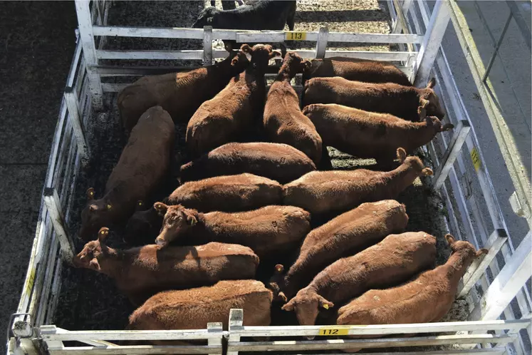 Négoce de bestiaux de Liniers. Commerce argentin de bovins viande. Marché du vif. Lot d'animaux en parc. 