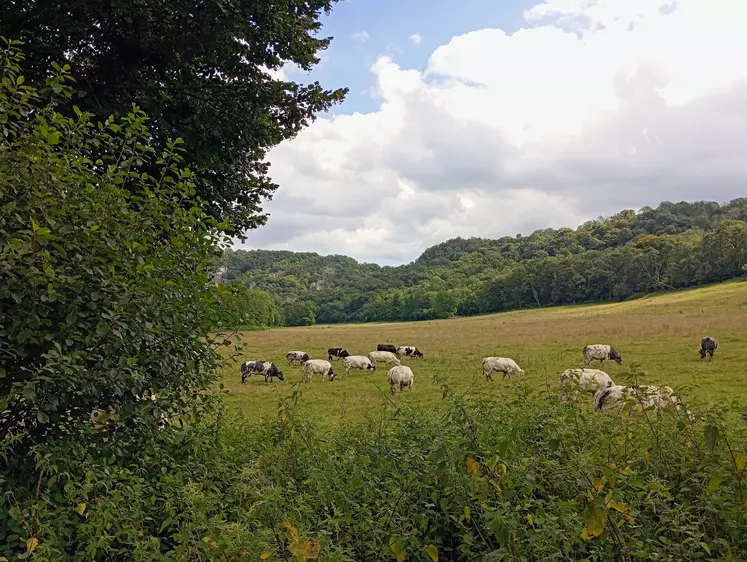 vaches viande dans un champ dans les ardennes