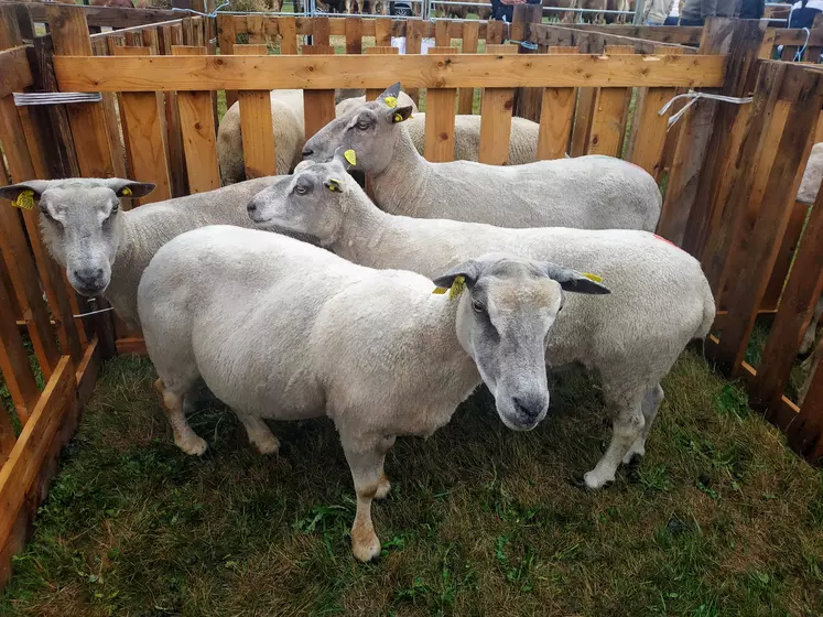 brebis dans un marché aux bestiaux