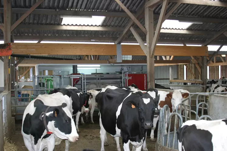 vaches en élevage