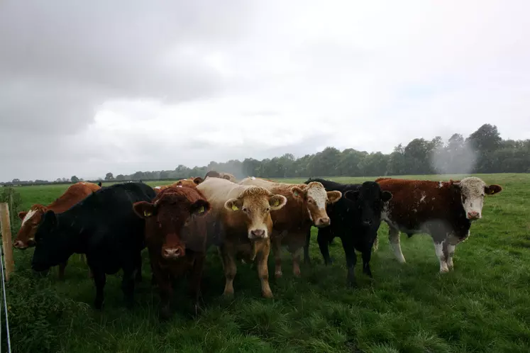 troupeau de boeuf en irlande