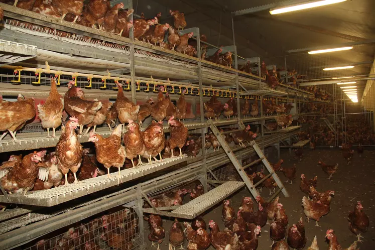 poules dans un poulailler