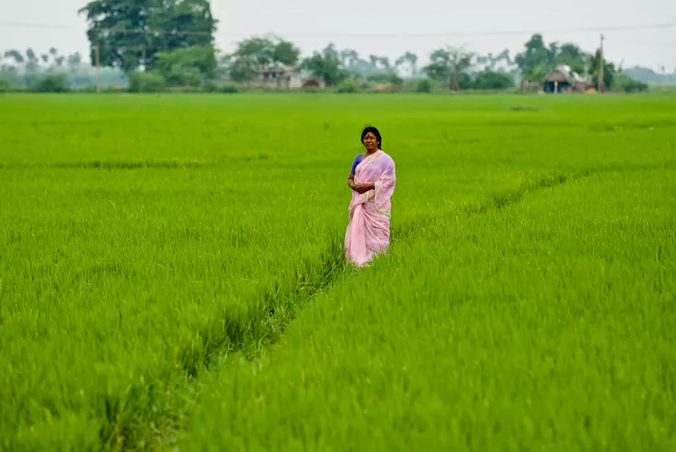 rizière inde