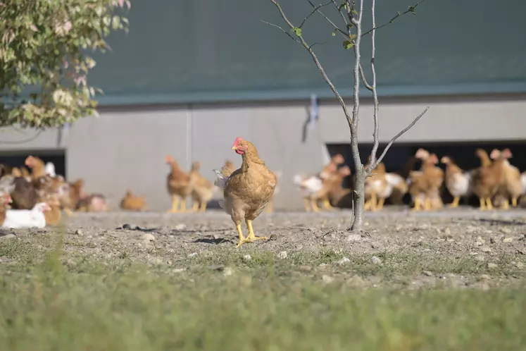 poules pondeuses élevée en bio