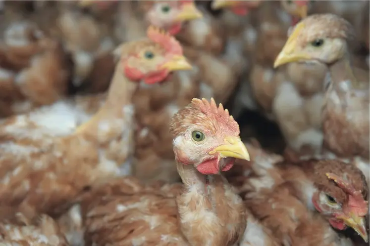 Elevage de poulets dans le Sud-Ouest. Volailles de chair. 