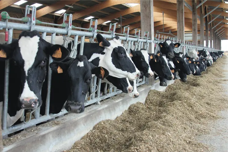 vaches laitières au cornadis.