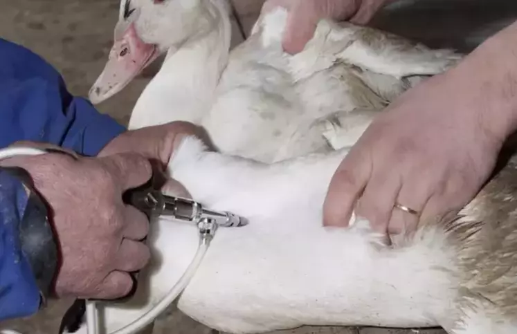 vaccination d'un canard
