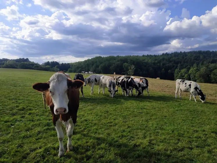 vaches laitières dans une prairie