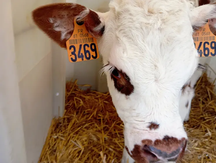 petit veau normand dans sa niche