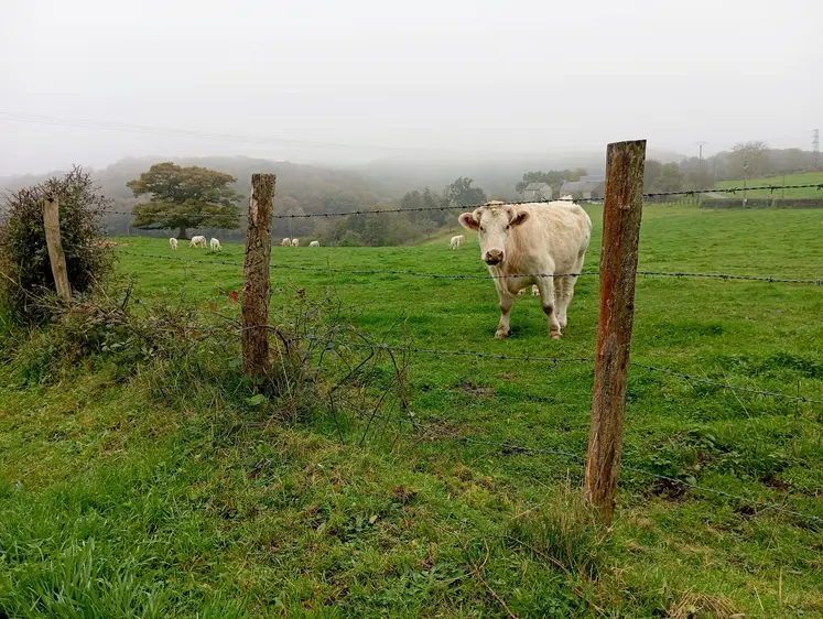 vache charolaise dans un champ