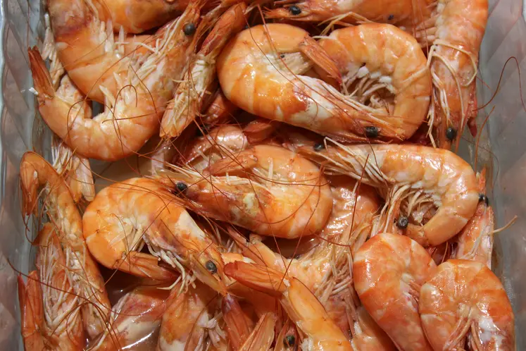 crevettes