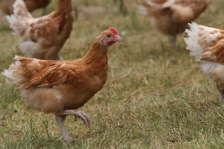 poulet bio