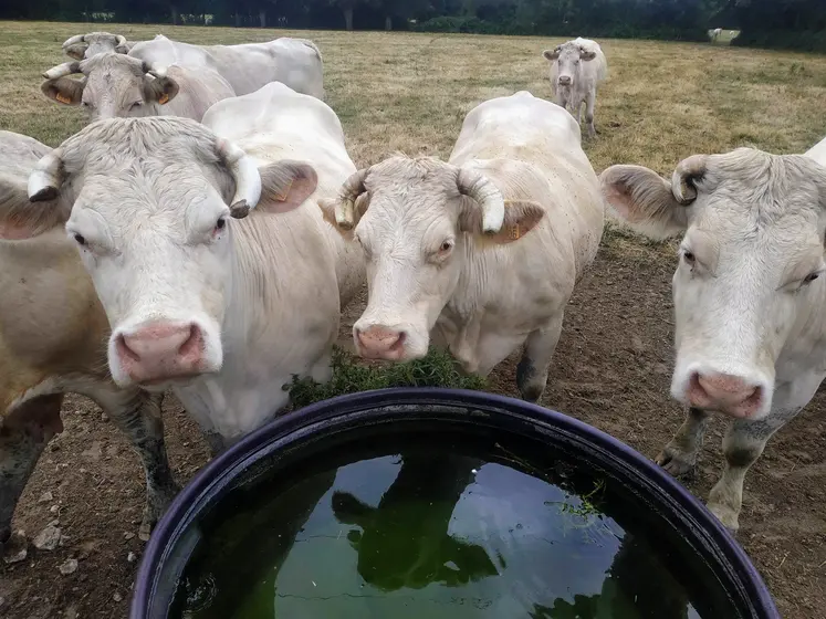 broutards charolais dans un pré