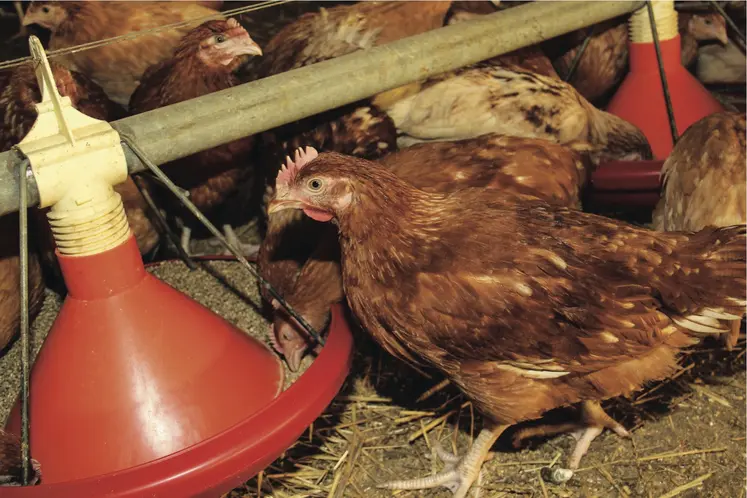 poules en train de se nourrir dans un poulailler