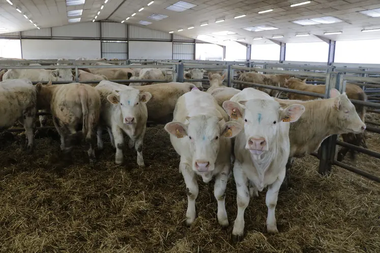 broutards charolais en centre de tri