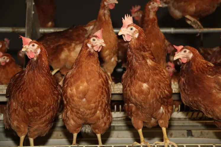 des poules rousses