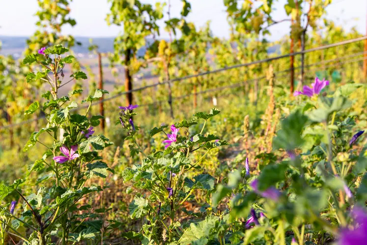plantes adventices devant la vigne
