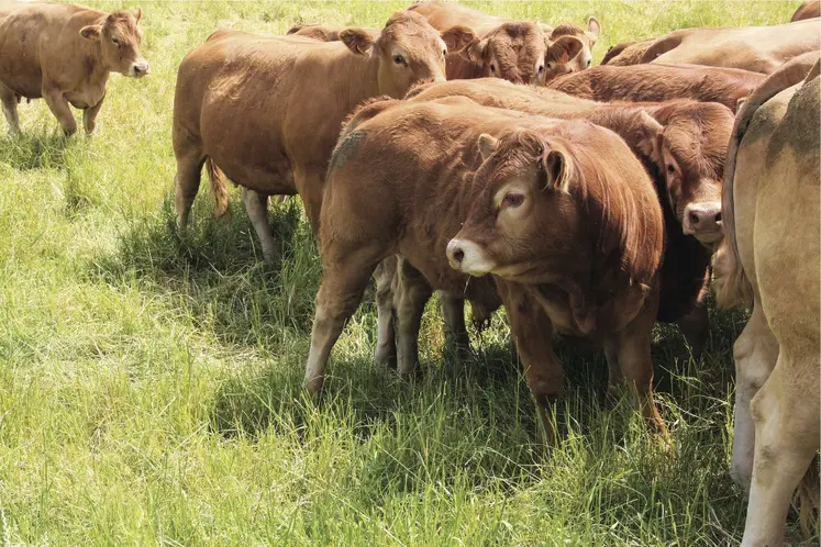 Mâles bovins d'un an de race limousine au pâturage.