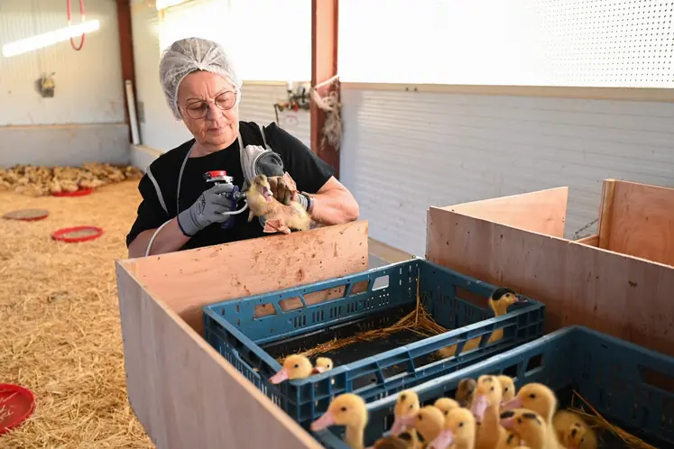 vaccination de cannetons 