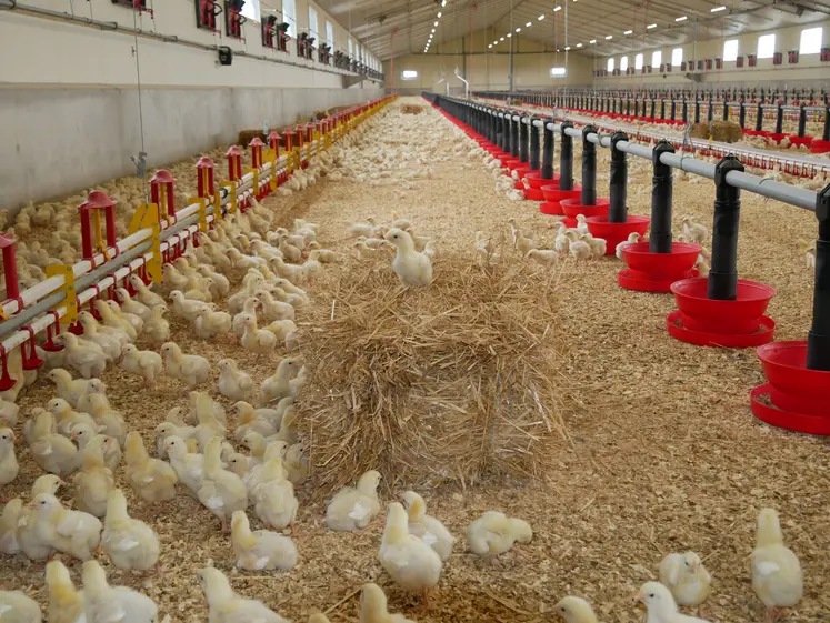 poussins dans un élevage français