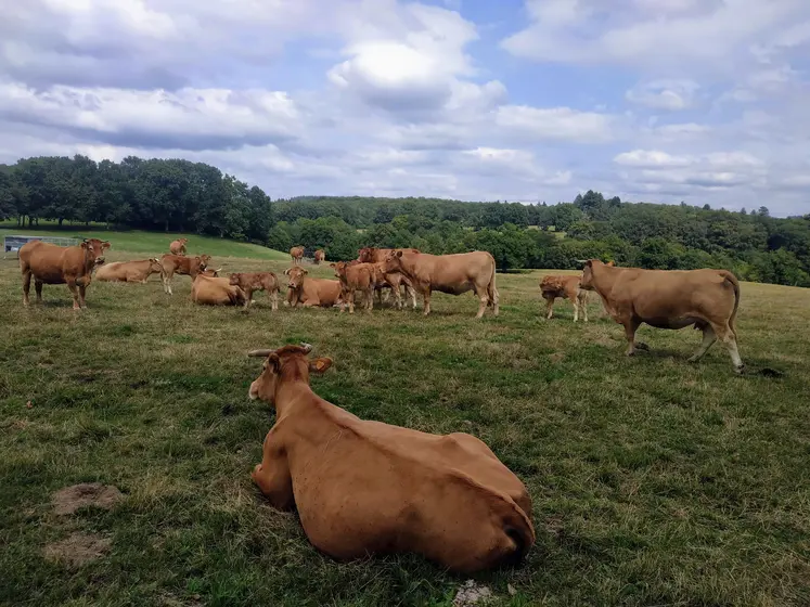 vaches limousines dans un pré