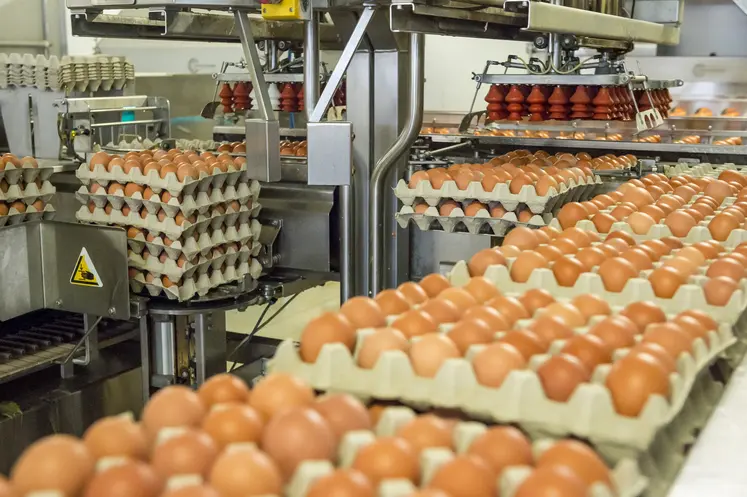 oeufs en centre de conditionnement