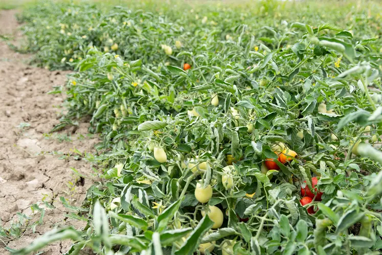 tomates plein champ bio