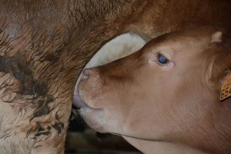 vaux race limousine tetant sa mère