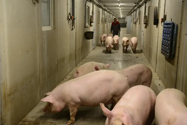 Porcs au départ dans un couloir en élevage