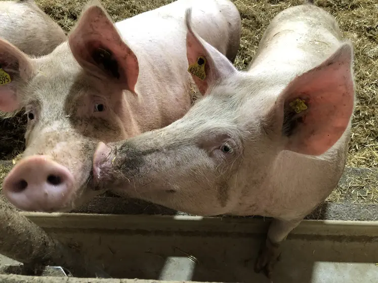 Deux porcs en gestation, élevage sur paille