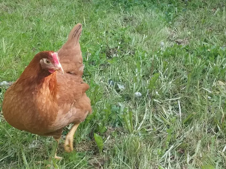 poule rousse dans l'herbe