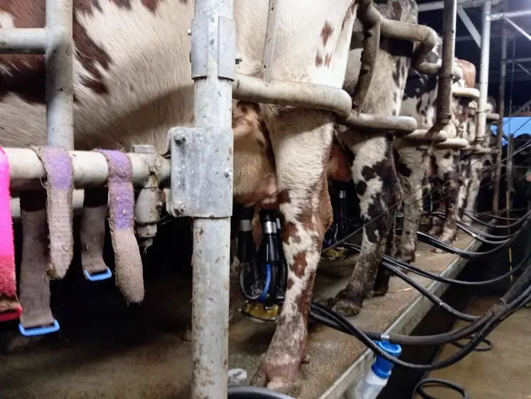 salle de traite avec pattes de vaches