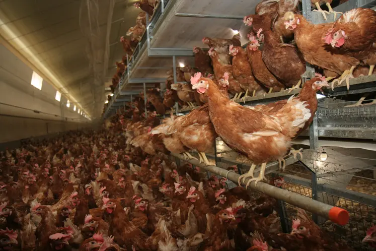 poules rousses en volière