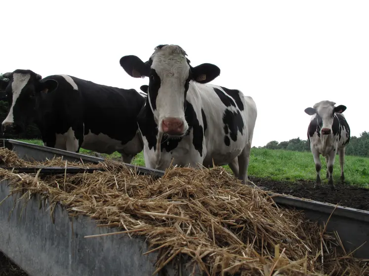 vache laitière devant une mangeoire de paille