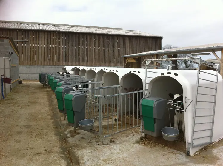 petits veaux dans des niches devant une exploitation agricole