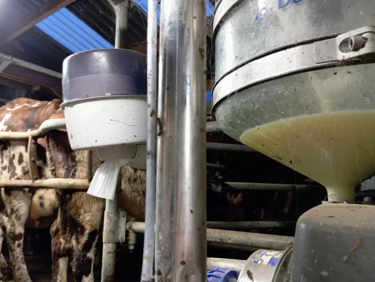 traite du lait de vache à la ferme