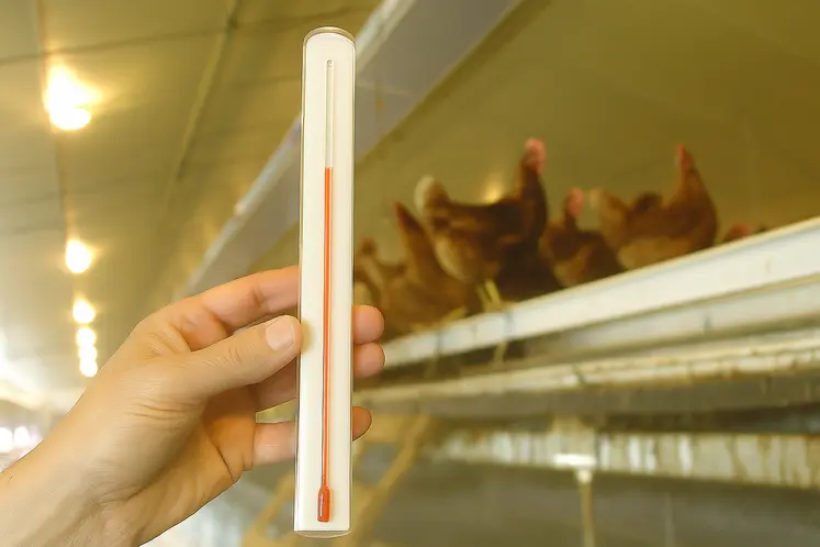 main qi tient un thermomètre devant des poules en élevage