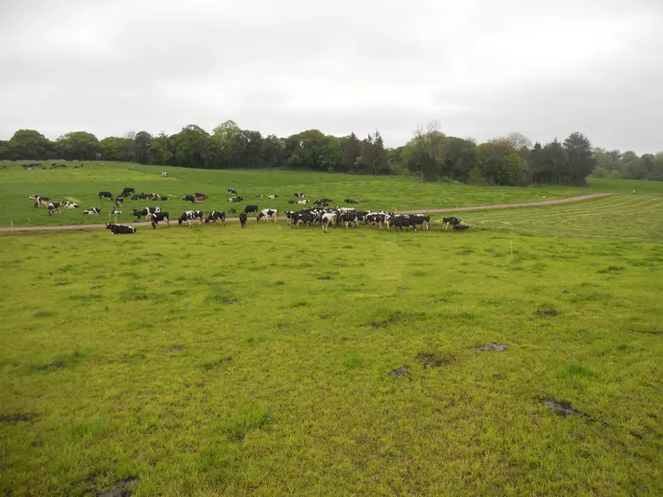 Elevage laitier en Irlande. Vaches au pâturage.