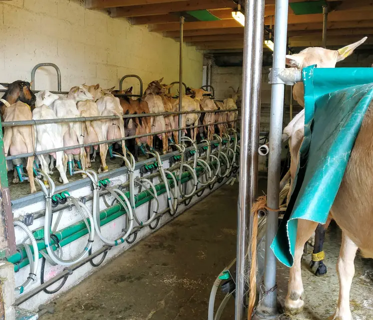 chèvre en salle de traite