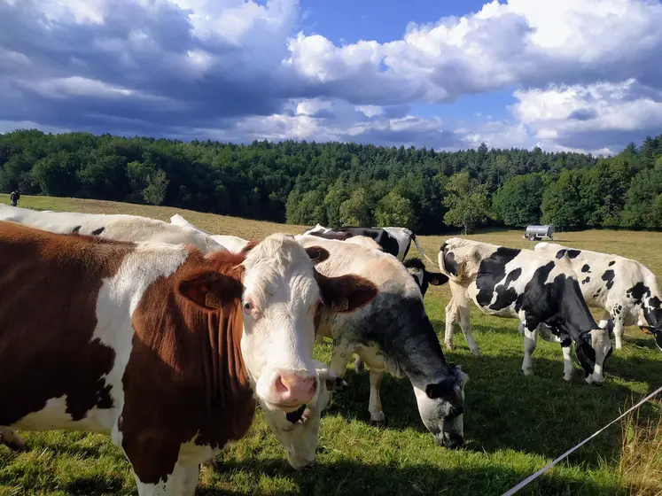 vaches laitières dans des prairies en été
