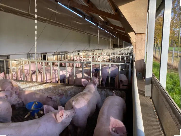 porc en élévage
