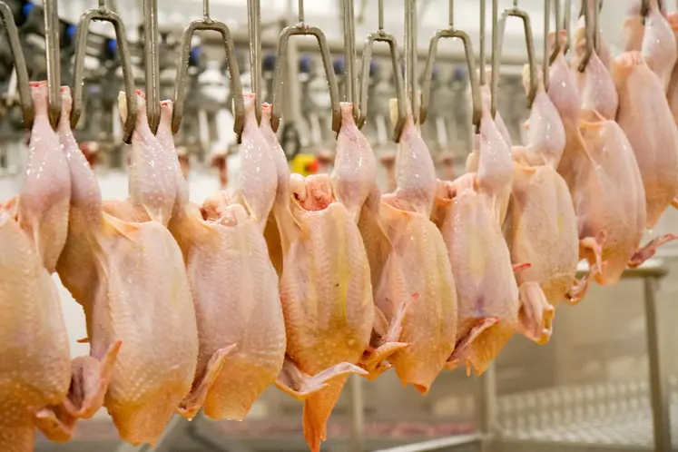 haîne d'abattage en abattoir de volaille. transformation des volailles. production de poulet standard. industrie alimentaire française.