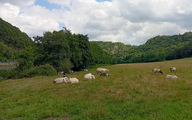 vaches dans une prairie en belgique