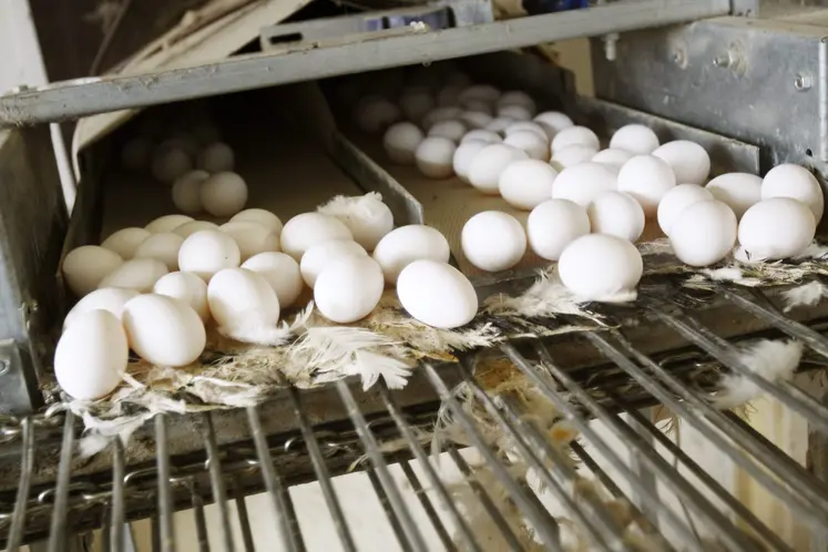 oeufs blancs dans un élevage