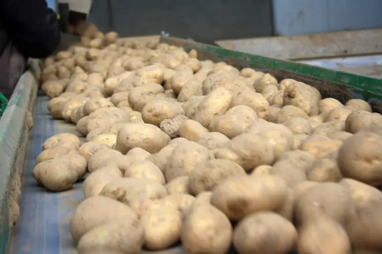 Chargement d'un camion de pomme de terre. Acheminement sur un tapis.