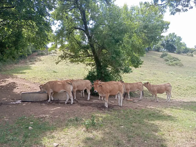 vaches de race parthenaise dans un pré